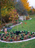 Planting a round bed with perennials and a hanging cherry (2/4)