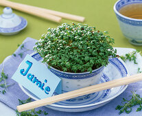Cress in Chinese bowl (3/3)