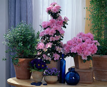 Azalea hybride 'Claudia Theresa' (indoor azalea)