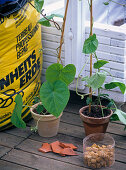 Planting a white box with showy bindweed (2/3)