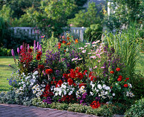 Colourful border with summer flowers and perennials: Lobelia Kompliment Mix