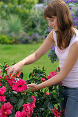 Halskette aus Hibiskusblüten : 1/4