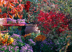 Seat at the autumn border with Aster (autumn asters), Euonymus
