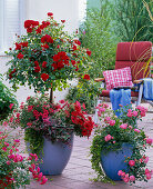 Rosa 'Medley Red' (Bodendeckerrose), öfterblühend, Stamm