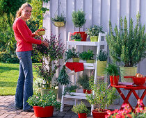 Herb terrace : Rosmarinus (rosemary), Ocimum (basil)