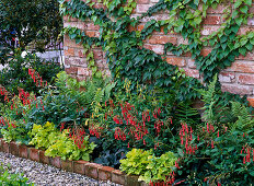 Greening the wall with wild vine (6/6)