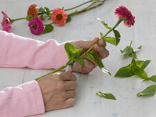 Tying a bouquet of zinnias