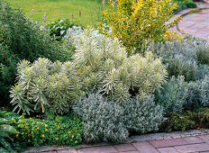 White-silver-grey bed with perennials and tub plants