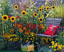 Helianthus (Sonnenblumen), Rudbeckia (Sonnenhut), Tagetes