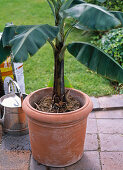 Repotting banana (5/8)