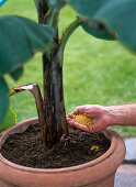 Repot banana plant