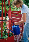 Planting a red pot with Thunbergia (9/10)