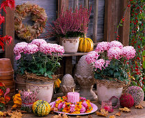 Chrysanthemum grandiflorum (Deco chrysanthemum)