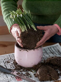 Putting snowdrops in pink pots (2/5)