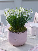 Putting snowdrops in pink pots 5/5