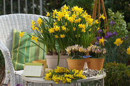 Narcissus 'Tete a Tete' (Daffodils), Crocus chrysanthus 'Advance' (Daffodils)