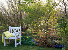 Spring bed with Acer palmatum (fan maple), Fothergilla major