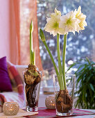 Amaryllis mit ausgewaschenen Wurzeln im Glas ziehen : 2/2