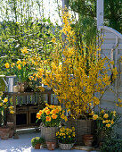 Gelber Balkon mit Forsythia (Goldglöckchen) und Narcissus (Narzissen)