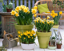 Narcissus 'Sunshine', 'Trena', 'Tete A Tete' (Daffodil)