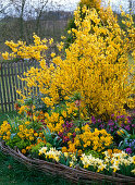 Forsythia (gold bells) with spring flowers in a round bed