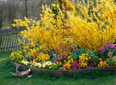 Forsythia (Goldglöckchen) mit Frühlingsblumen im Rundbeet