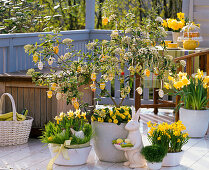 Easter balcony with Viburnum burkwoodii (scented snowball)