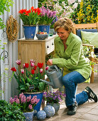 Tulipa 'Ballade', 'Fusilier' (tulips), Hyacinthus (hyacinths)