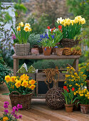 Narcissus 'Suada', 'Sunshine', 'Cassata', 'Tete-a-Tete' (Daffodils)