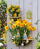 Wall Baskets Easterly-Narcissus 'Suada' 'Tete a Tete'