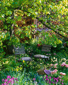 Shady seating area under large tree