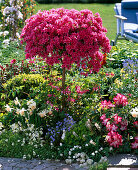 Rhododendron 'Toreador' (Japanese azalea trunk)