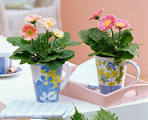 Gerbera in beaker cups