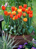 Tulip bulbs in a pot (5/5)