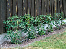 String up tomatoes, irrigation system with Microdrip system