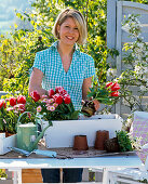 Plant white box with tulips and bellis