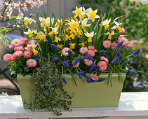 Metal box planted with daffodils and bellis (4/4)