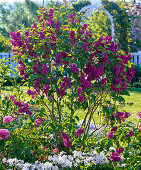 Syringa 'Andenken an Ludwig Späth' (lilac), Phlox divaricata