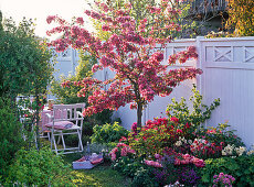 Malus 'Scarlet' in the bed with Tulipa 'Pink Star'