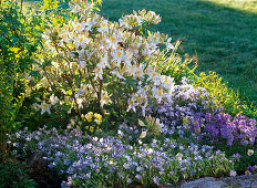 Rhododendron 'Daviesii' (garden azalea)