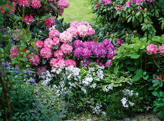 Rhododendron 'Alfred' 'Tina Heinje' 'Silberwolke' (Alpine roses)