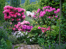 Rhododendron 'Alfred', 'Tina Heinje', 'Silberwolke' (Alpine roses)