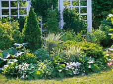 Green and white flowerbed with Picea glauca 'Conica' (Canadian spruce)