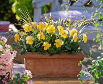 Plant pansies and golden calamus in box
