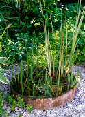 Hippuris vulgaris (Fir frond), Acorus calamus 'Variegata'