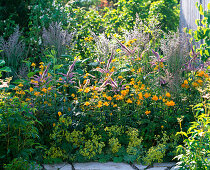 Blue-yellow perennial bed with Trollius europaeus (troll flowers), Veronicastrum