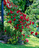 Rosa 'Gruß an Heidelberg' (Climbing rose), Delphinium (Delphinium)