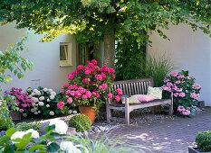 Hydrangea (Hortensien), Buxus (Buchs), Hosta (Funkie)