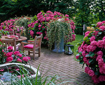 Shade terrace with hydrangea (hydrangea), plectranthus