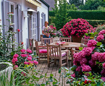 Shaded terrace with Hydrangea, Plectranthus